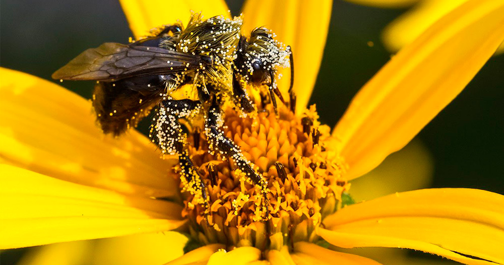 Цветочная пыльца: как принимать и польза для здоровья- В гости с мёдом
